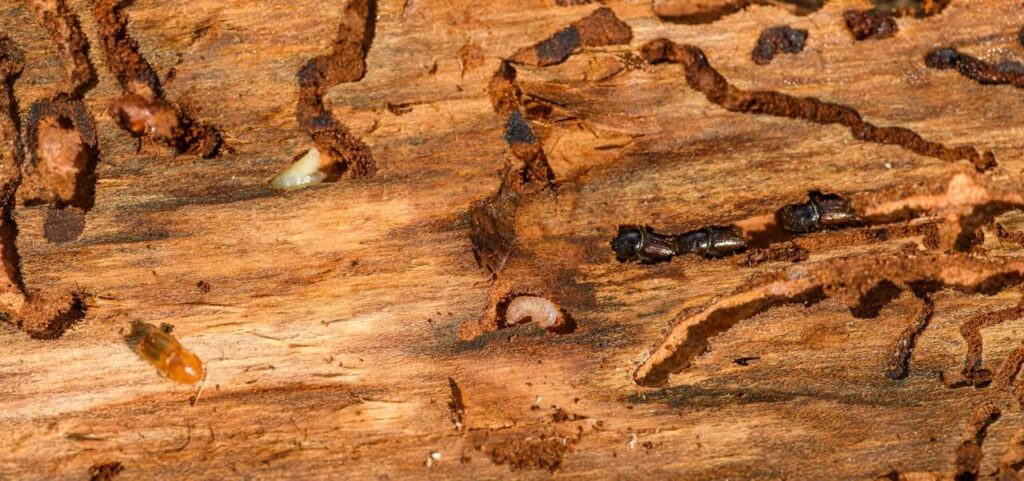 Termites